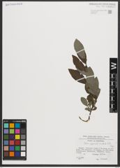 Foto von Salix appendiculata Vill.